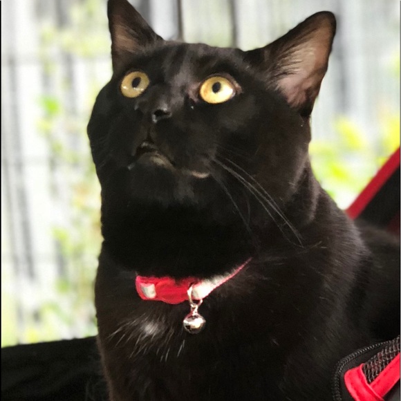 Meet your Posher, Laurie - Picture 11 of 15